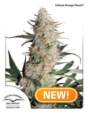 Critical Orange Punch Critical Orange Punch