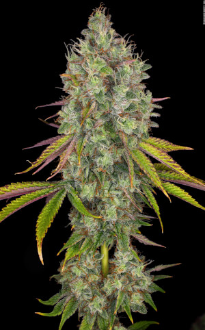 Tropicanna Banana - Barneys Farm, flor principal de gran tamaño y resina Tropicanna Banana