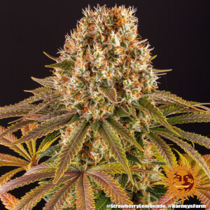 Strawberry Lemonade - olor a fresa y limón con un fácil cultivo Strawberry Lemonade