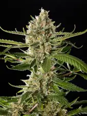 Lemon OG Candy Lemon OG Candy