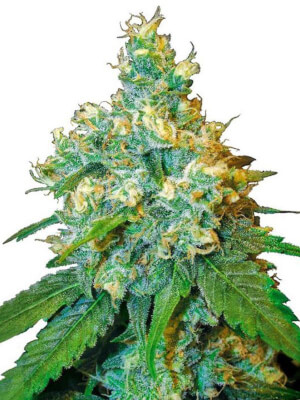 Jack Herer Jack Herer