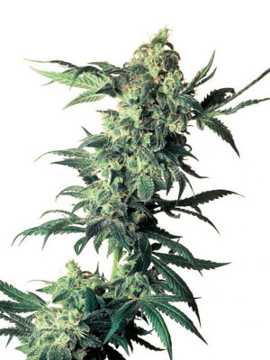 Northern Lights Northern Lights