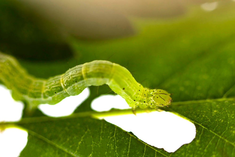 Caterpillars cause structural damage and facilitate the proliferation of fungi