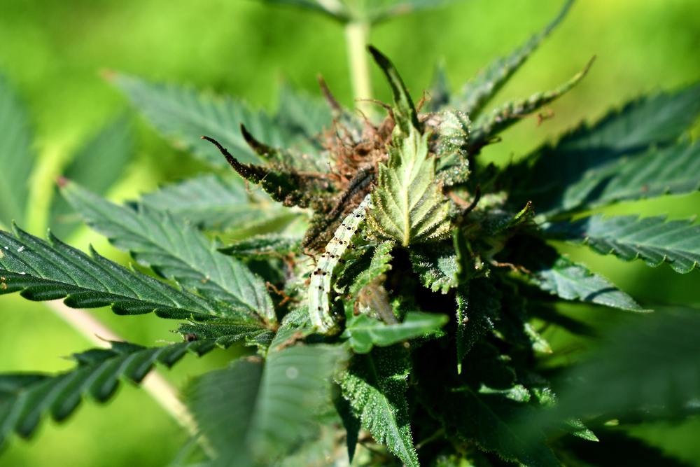 Caterpillars can cause a fungal problem that can affect the entire crop