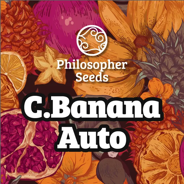 The autoflowering version of C. Banana has become one of the favourites of Philosopher Seeds fans