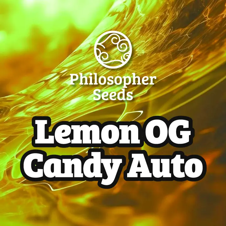 Lemon OG Candy Auto gehört immer zu den meistverkauften Autos von Philosopher Seeds