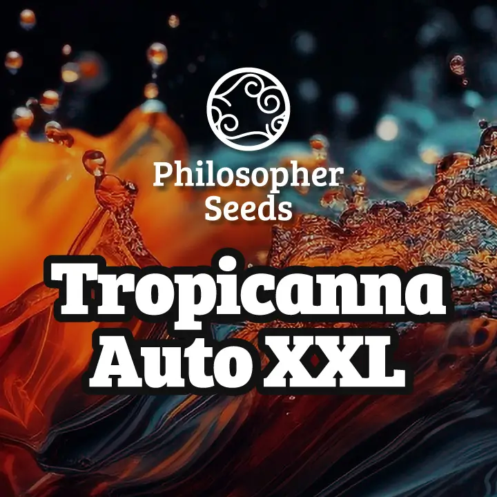 If you're looking for tropical flavours and ease of cultivation, Tropicanna Auto XXL should be on your list