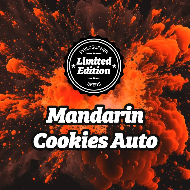  Mandarin Cookies Auto preserves the flavor nuances of its photoperiod-dependent version