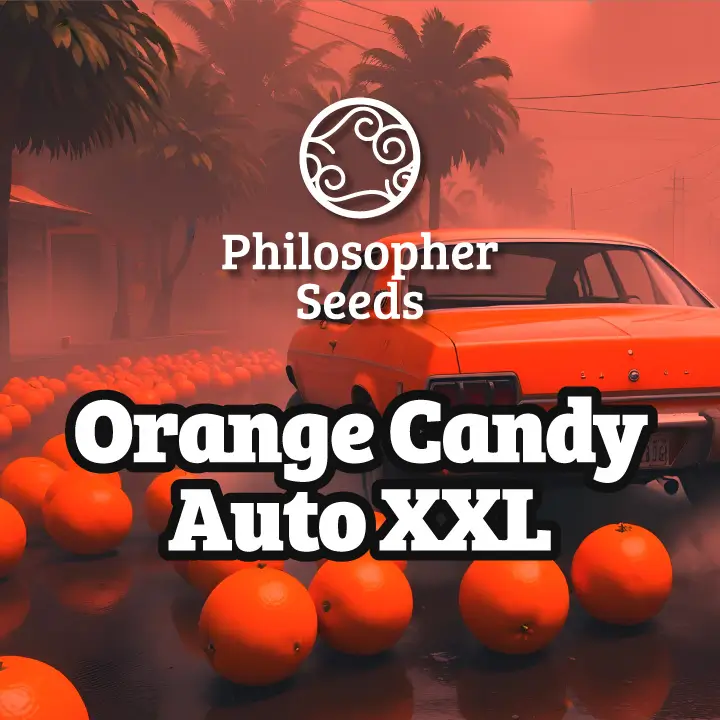  Orange Candy Auto XXL is one of the best-performing auto plants we have seen