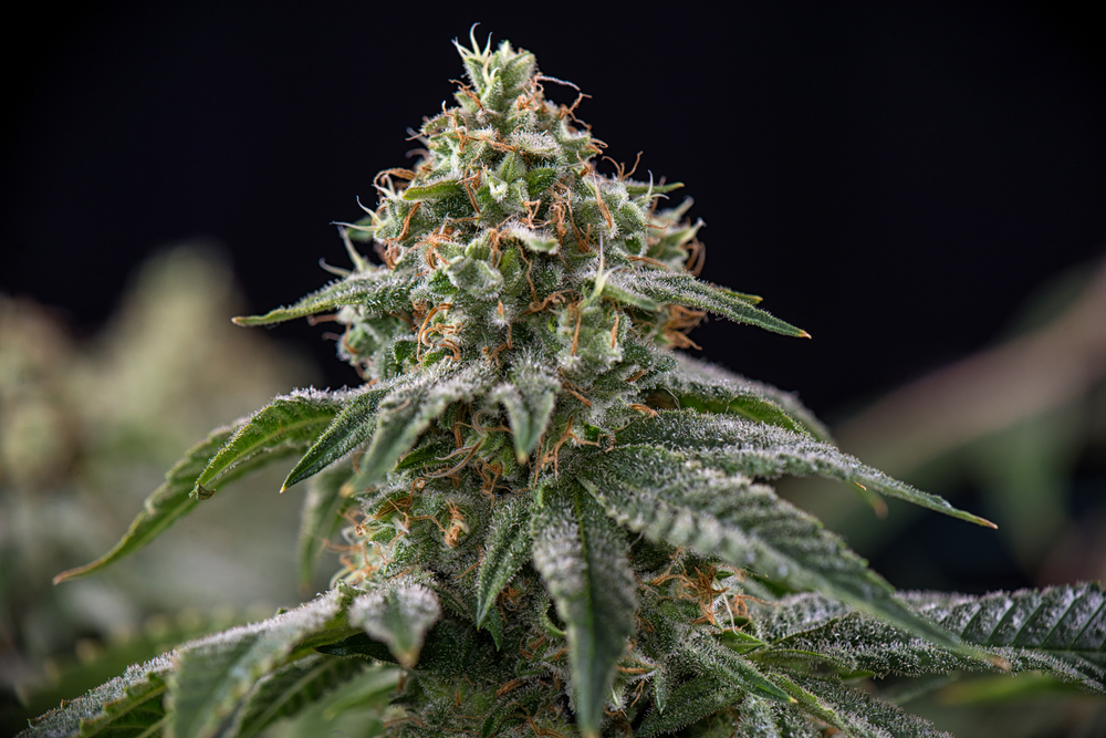 new-autoflowering-strains-from-philosopher-seeds-2025