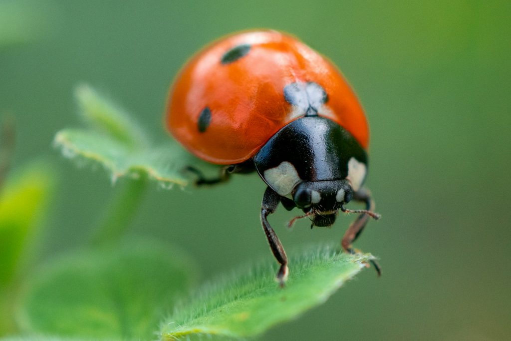 Oui, les coccinelles sont l'un de vos meilleurs alliés si vous cultivez du cannabis, car elles sont prédatrices de plusieurs parasites (Image: Justin Lauria)