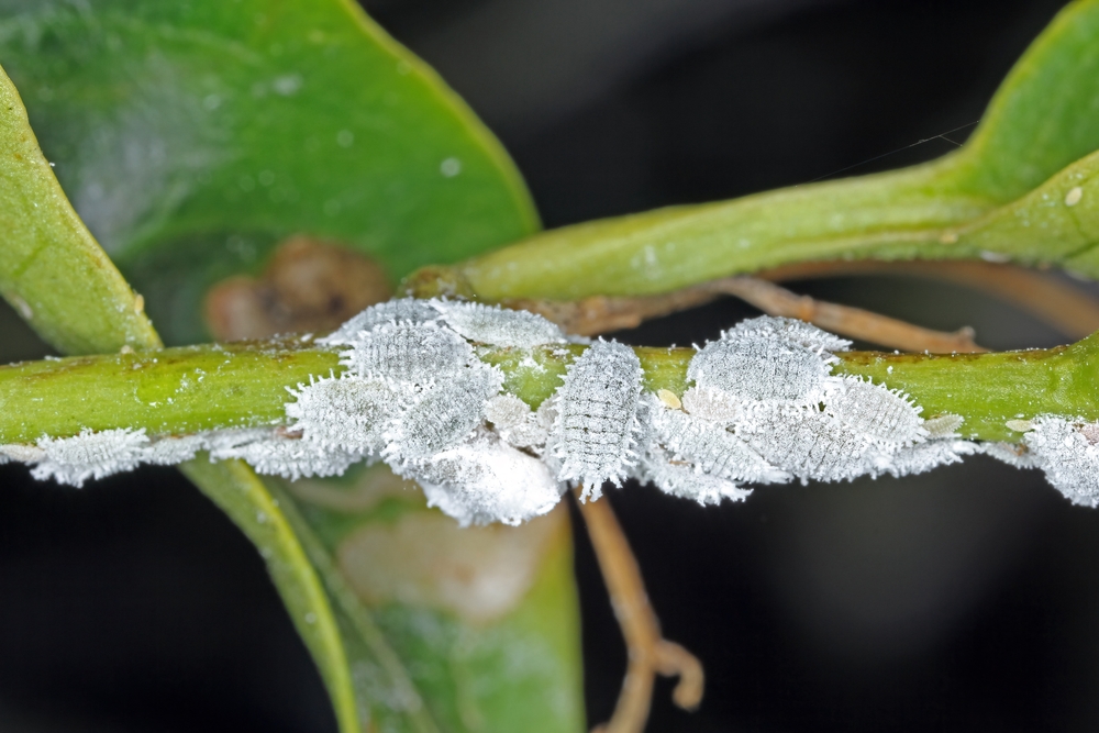 Mealybugs usually stay on the stems of plants feeding on their sap