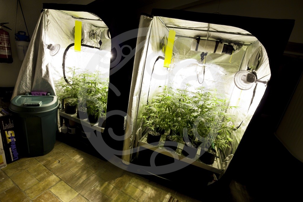 Come ventilare una coltivazione di marijuana- Philosopher Seeds