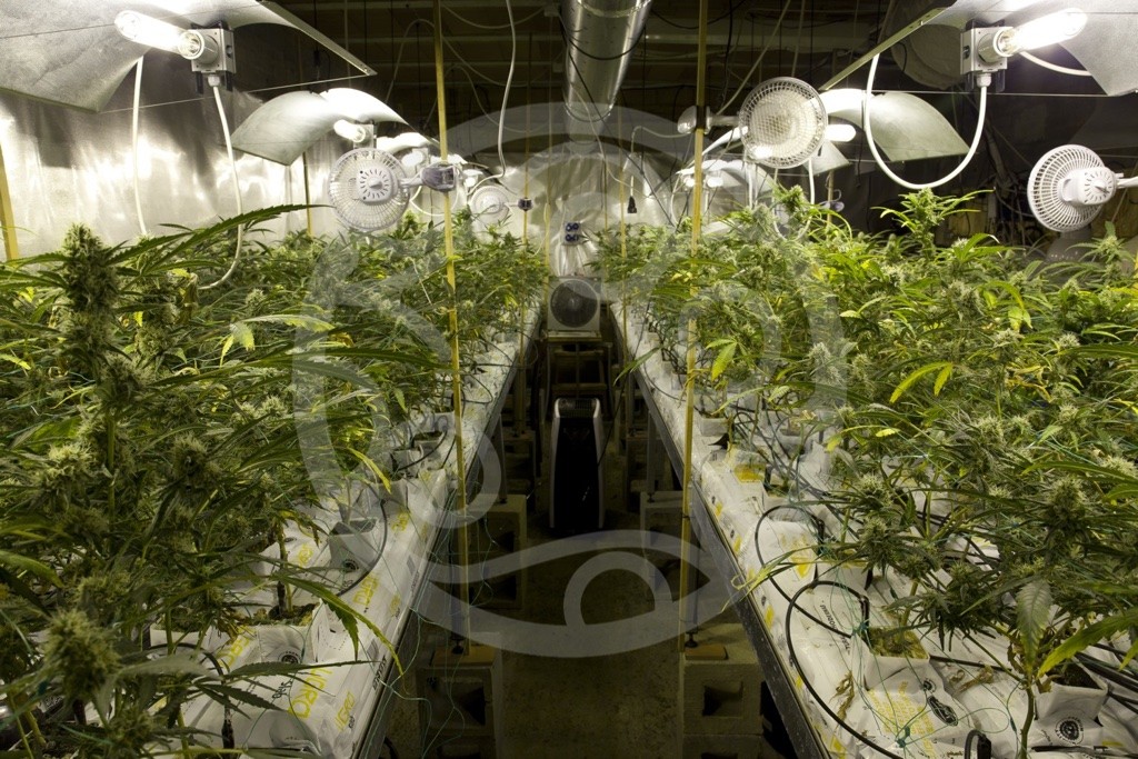 Ventilation et Extracteurs d'air pour la chambre de culture du Cannabis
