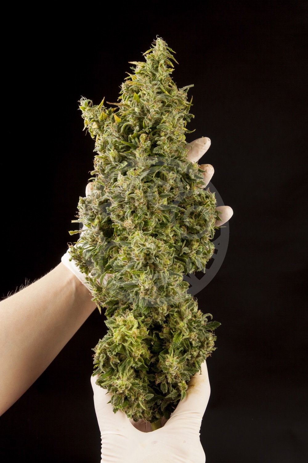 Selecting a feminised cannabis mother plant | Blog Philosopher Seeds