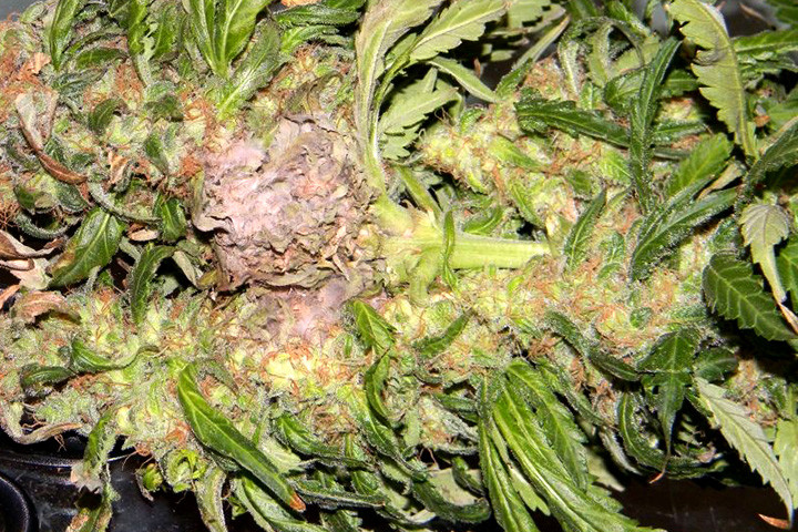[Imagen: Gray-Mold-And-Your-Marijuana-Plants-720x480.jpg]