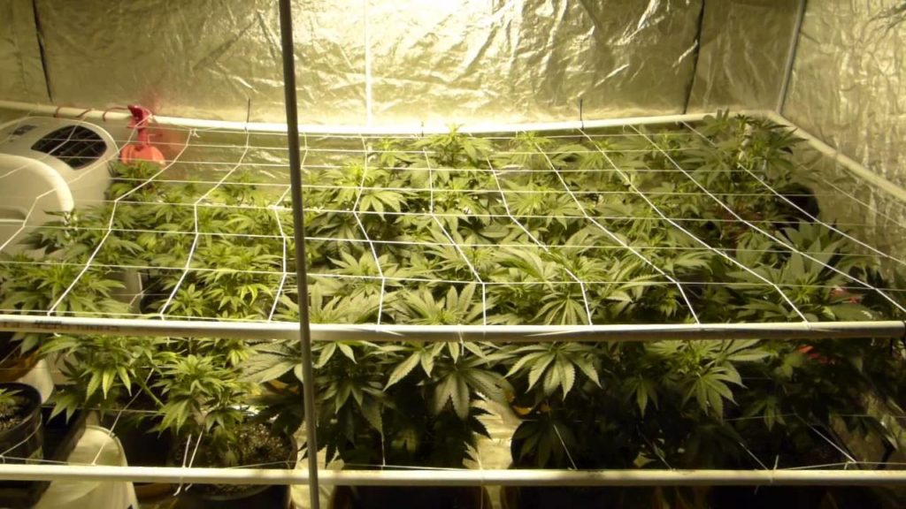 SCROG technique for growing cannabis | Blog Philosopher Seeds