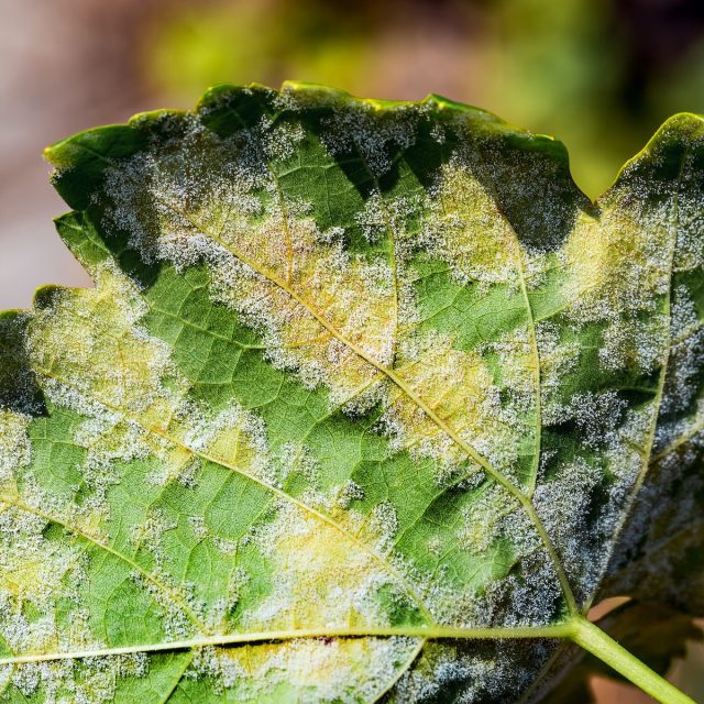 How to prevent and treat downy mildew on marijuana- Philosopher Seeds