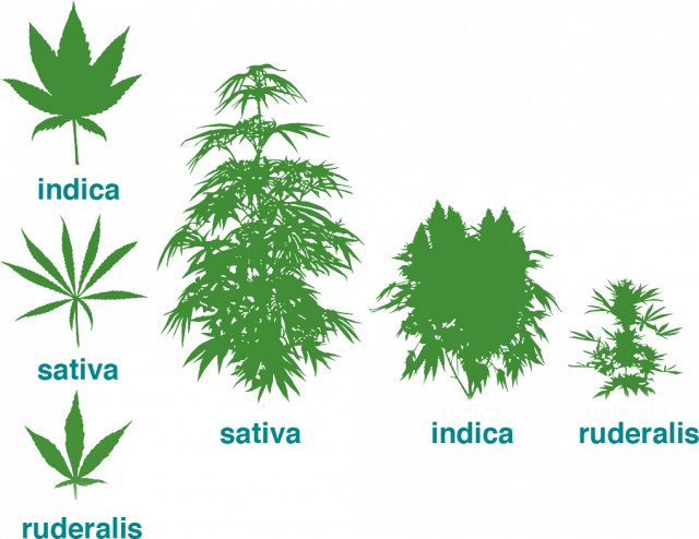 cannabis-ruderalis-what-it-is-and-how-it-revolutionised-the-seed