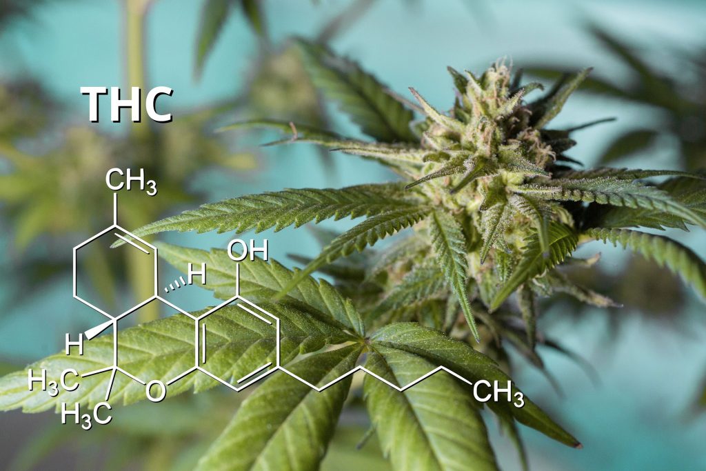 THC: Alles über Das Bekannteste Cannabinoid- Philosopher Seeds