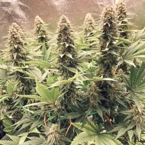 Power Plant by Dutch Passion, a stimulating and productive South African Sativa Power Plant