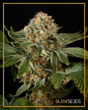 OG Kush - a favourite of many - Silent Seeds OG Kush