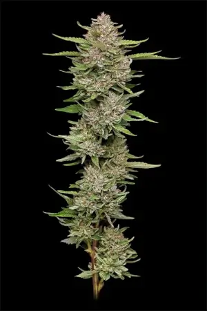 Sale of Hella Jelly cannabis seeds by Humboldt Seed Company Hella Jelly