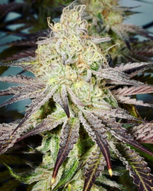 Pink Runtz S1, US cannabis with a sweet tropical sugary flavour Pink Runtz S1