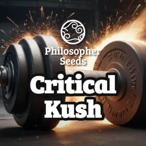 Critical Kush, sweet and earthy cannabis Critical Kush