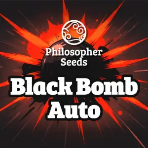 Black Bomb Auto by Philosopher Seeds, sweet and fruity cannabis with a stimulating effect Black Bomb Auto