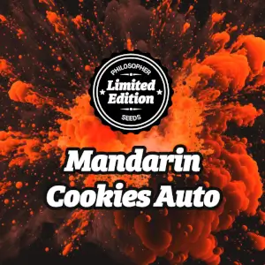 Mandarin Cookies Auto, creative cannabis with citrus orange and tangerine aroma and high THC Mandarin Cookies Auto