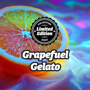 Grapefuel Gelato von Philosopher Seeds Grapefuel Gelato