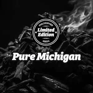 Pure Michigan, productive cannabis with solid buds Pure Michigan