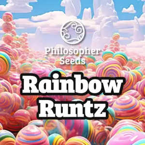 Rainbow Runtz, compact buds full of fat with tropical terpenes Rainbow Runtz