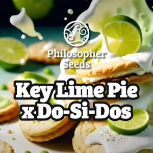 Key Lime Pie x Do-Si-Dos, cannabis from elite clones Key Lime Pie x Do-Si-Dos