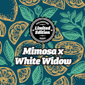 Mimosa x White Widow Mimosa x White Widow