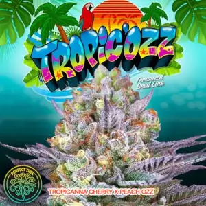 Tropic Ozz by Perfect Tree, productive and easy-to-grow with Fruity Exotic Terpenes Tropic Ozz