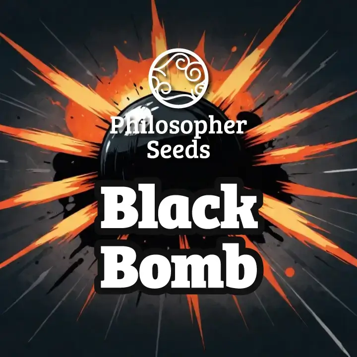 Black Bomb promo Philosopher Seeds