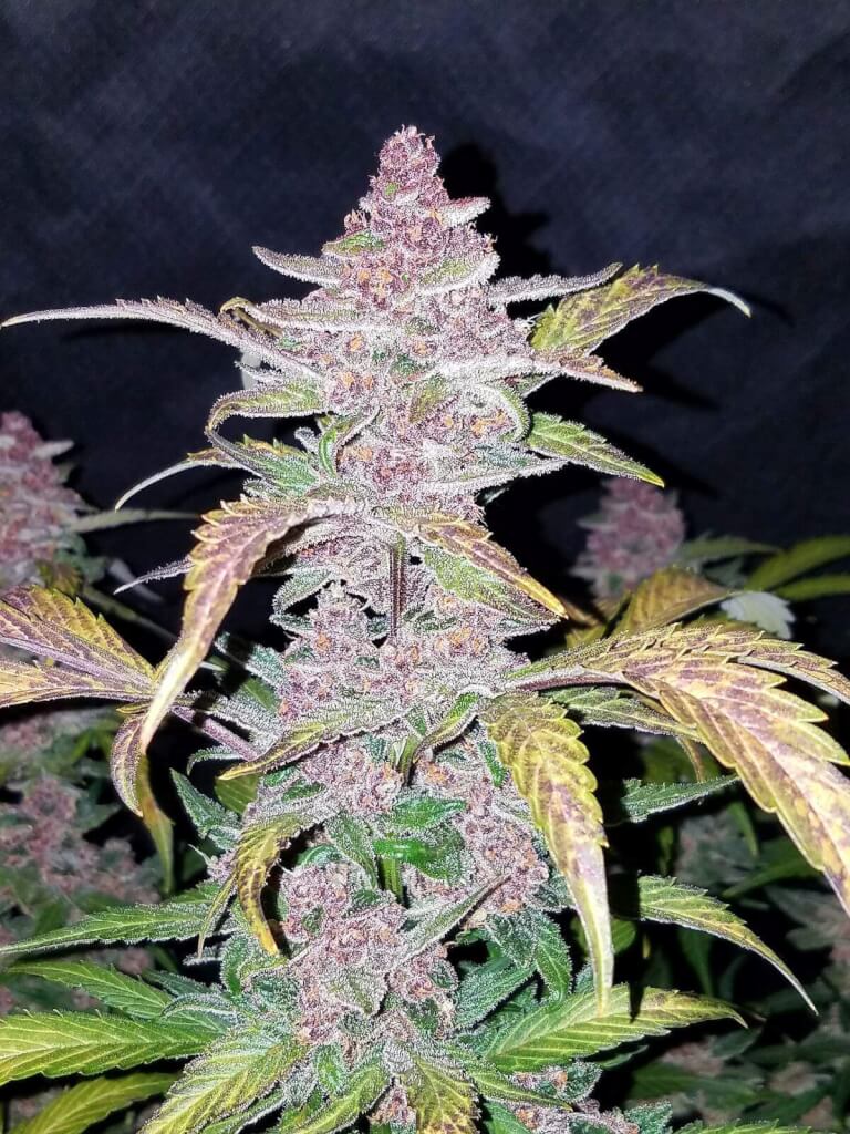 Продажа семян Green Blackberry Auto от Fast Buds