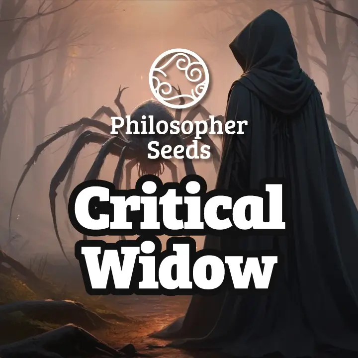 Critical Widow