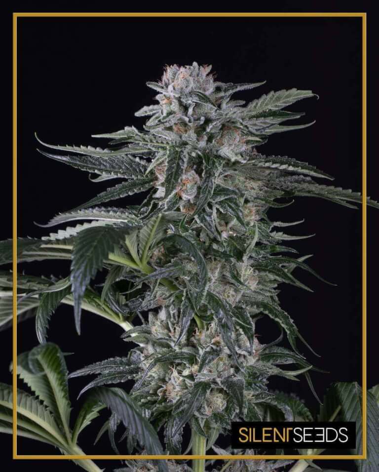 Moby Dick Auto - Silent Seeds