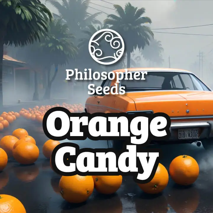 Orange Candy