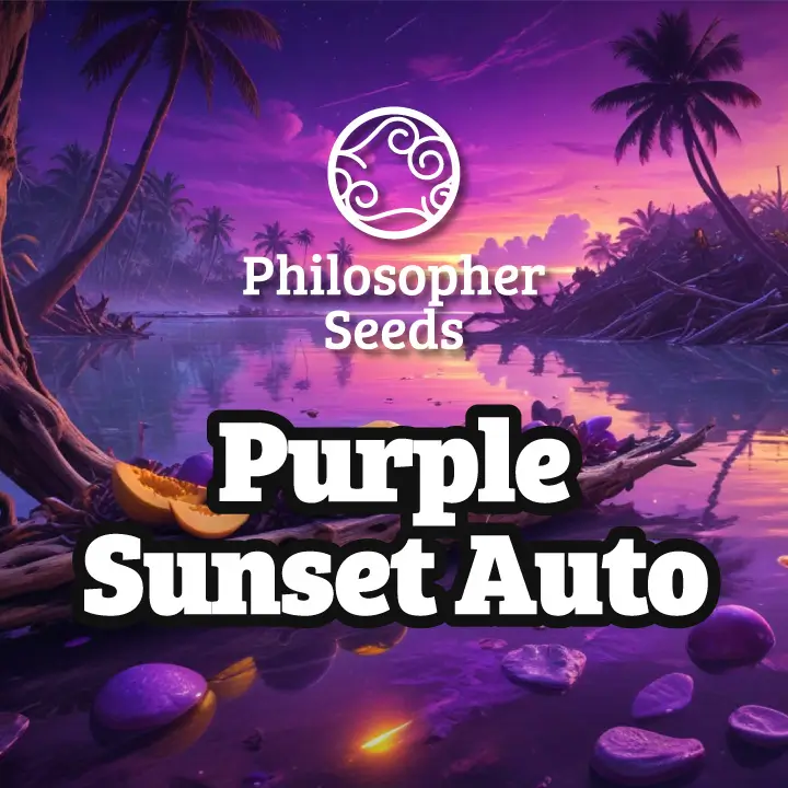 Purple Sunset Auto