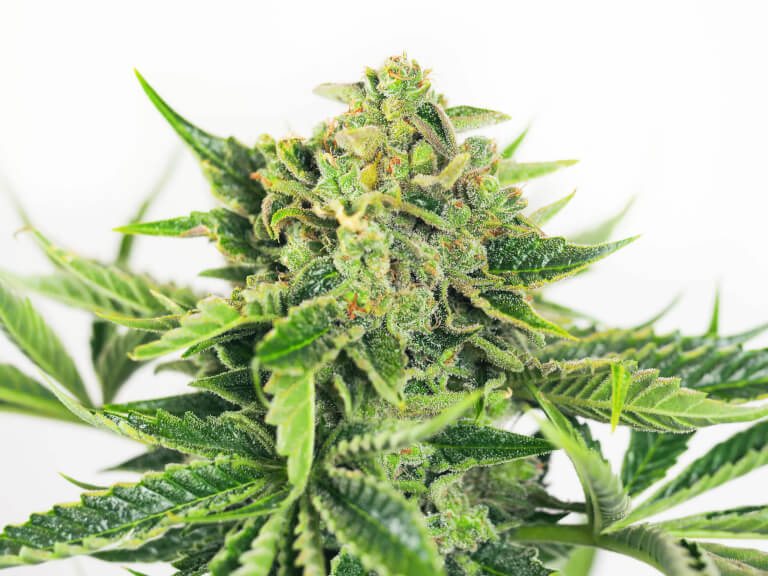 SKUNK#1 5 semi femm Sensi Seeds Santaplanta Grow Shop