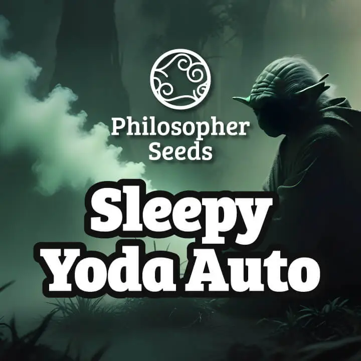 Sleepy Yoda Auto