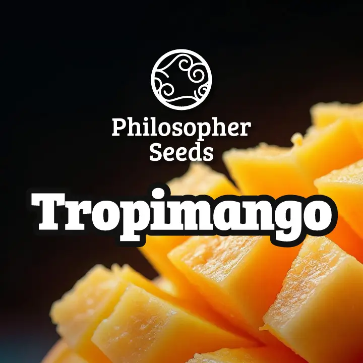 Tropimango Promo Philosopher Seeds