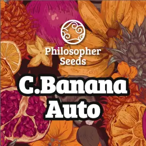 C.Banana Auto 