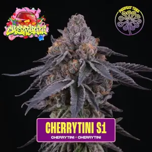 Cherrytini S1