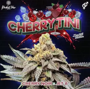 Cherrytini Regular