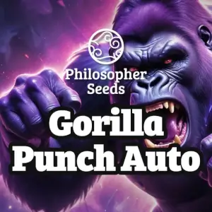 Gorilla Punch Auto 